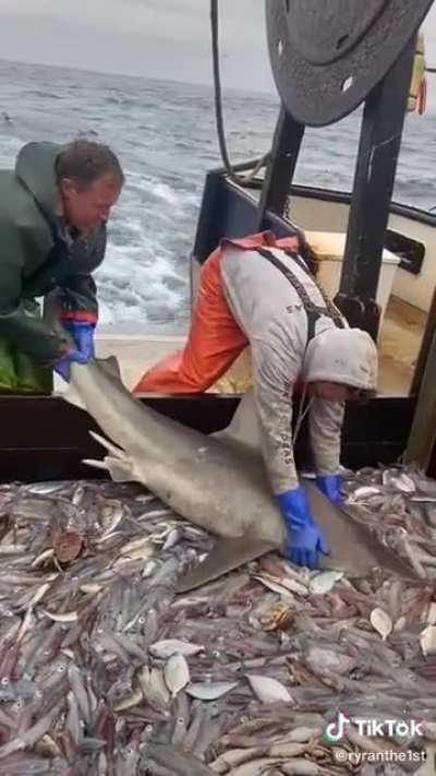 That’s a no from me Shark.