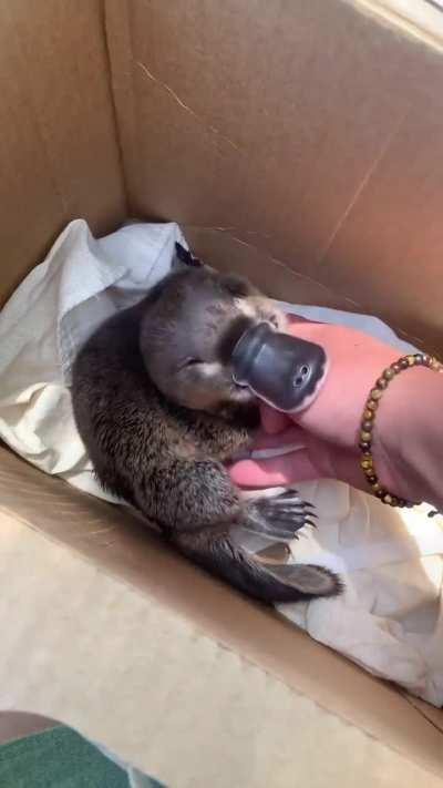A juvenile platypus getting scratches