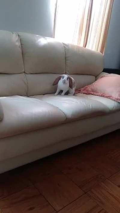 No idea what prompted this frenzied couch attack; he knocked down a window blind right after this 😁😔