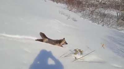 My friend who was working on an island in Kurils was followed by this adorable derp