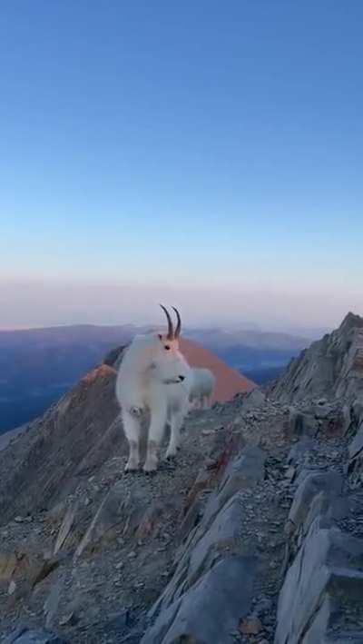 Hiker meets mountain goat on summit