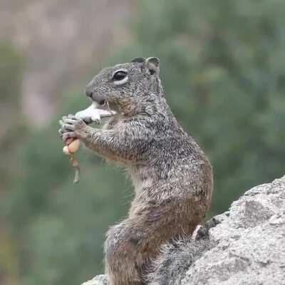 Just a squirrel enjoying a little lizard snack.