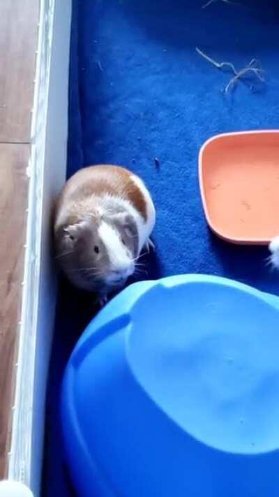 Ears flapping 😂💜