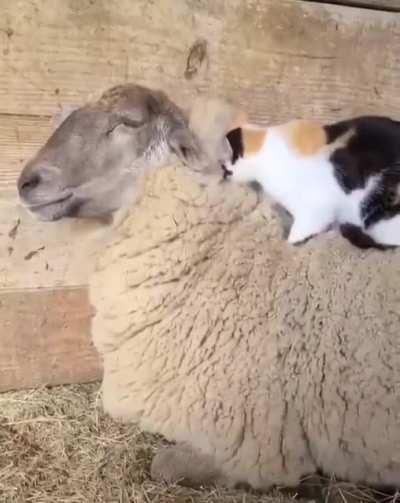 your furr feels good