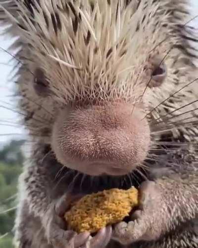 Porucupine monching profusely.