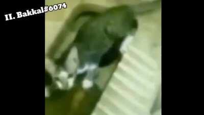 Kediler Alaturka Tuvaletten Kaçıyor 😳👍🏿