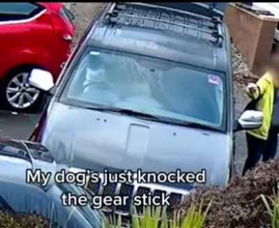It’s the dogs fault, he crashed into your car, no I literally mean the dog was driving!!!
