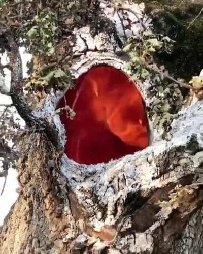 Fire burning inside of a tree due to the lightning ⚡️🌲