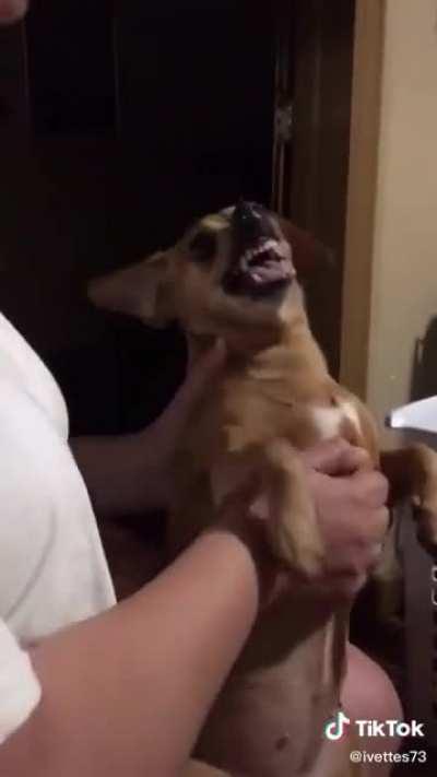 EXORCISM DOG EXORCISM DOG