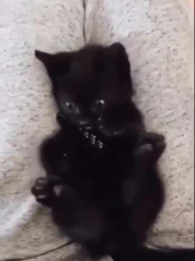 Kitten Realizes He Has Four Paws