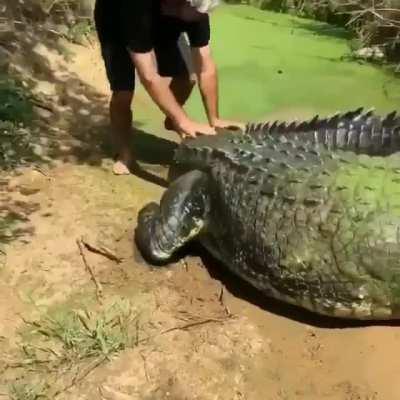 This absolute unit looks like a freaking dinosaur.