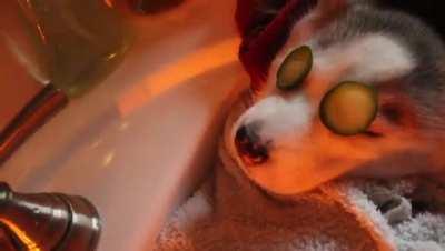 My wife has wanted a husky her whole life so I got her this little girl for Christmas. You think she is spoiling her yet?