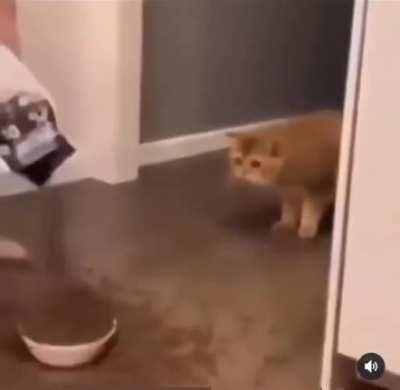 Cat gets scared by too much food