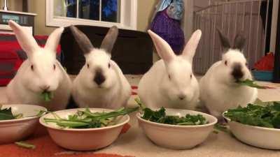 WE don’t always nom, but when we do, we nom nom nom (with sound by popular request).