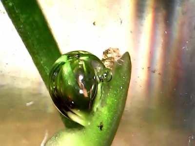 Watch plants.. photosynthesise? This is some pond weed producing oxygen in real time.