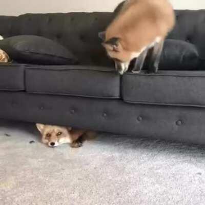 Two foxs playing around