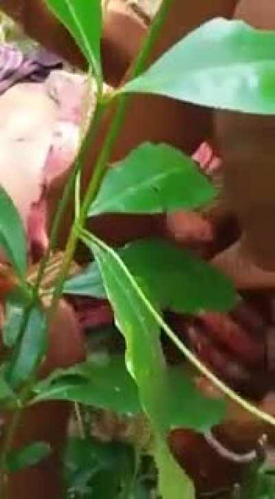 Woman gets mauled by a bear in India.