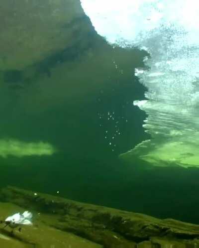 🔥 Cute bird diving in icy water