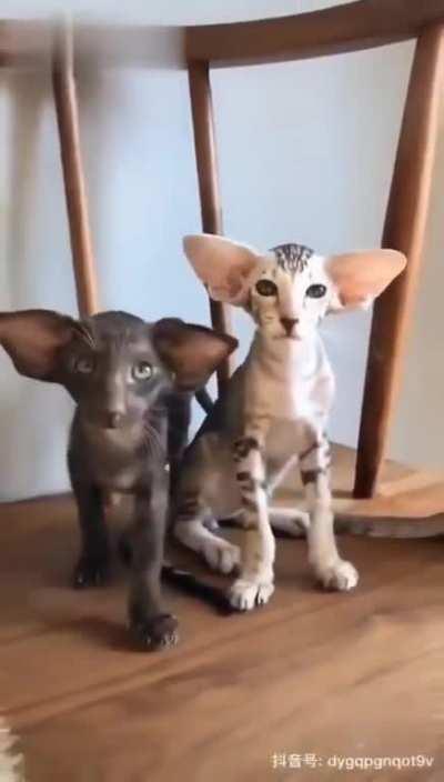 - Брат, ты меня слышишь? -посмотри на меня, конечно же слышу!