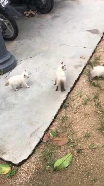 Illegally KungFu Cutie Smol Brave Ninja Criminal Felonious Guilty Kitty