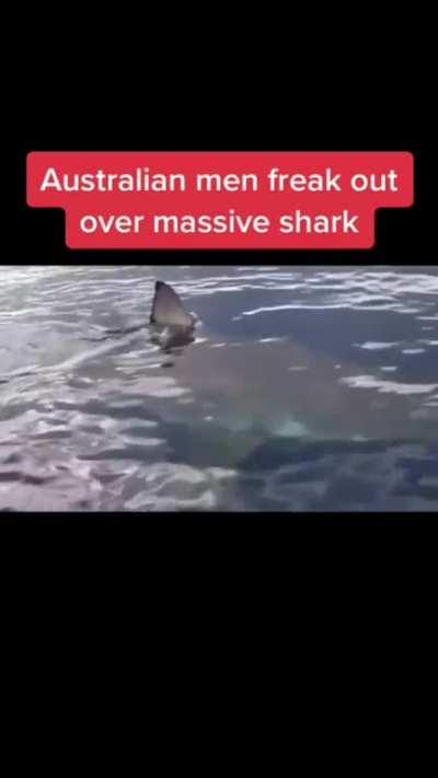 Aussie commentary makes everything better. (A 'white pointer is a great white) This one is apparently 6 meters (19.8ft). 