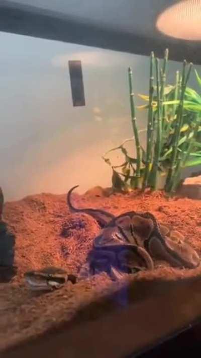 Para quem , como eu, nunca viu uma cobra peidando.