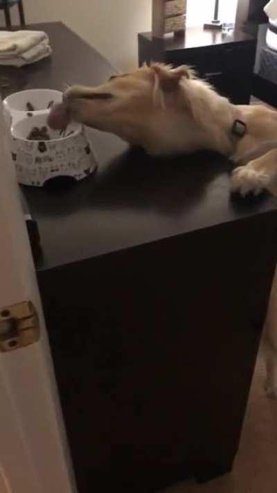 Doggo caught eating cat food