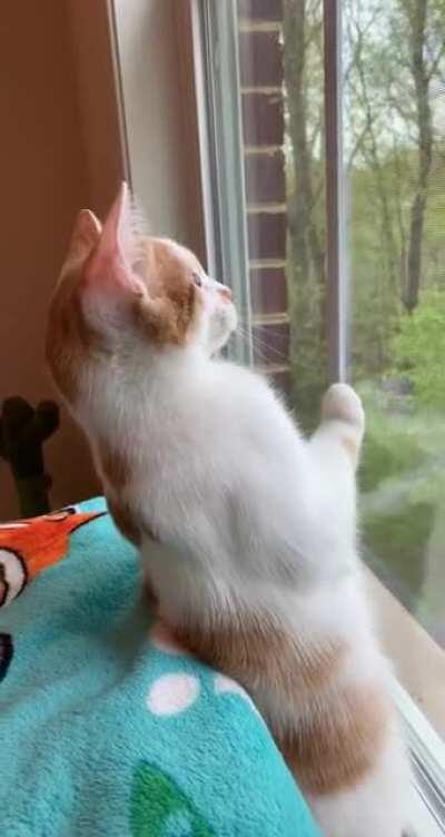 Please enjoy my cat, Finn, being taunted by cardinals