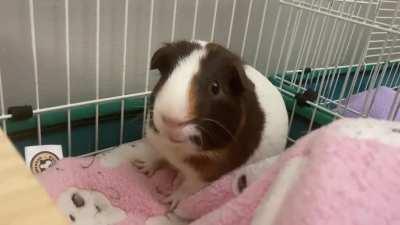 Caught my cookie chirping