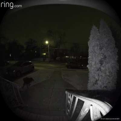 This random dog took a sh!t on my lawn at 10:30pm which my daughter stepped in the next morning.