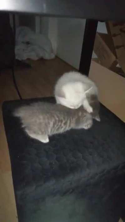 Criminal caught attempting to knock over another criminal, but fails tragically