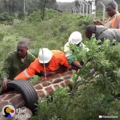 This guys removed a tire from the neck of a giraffe that had had it for years