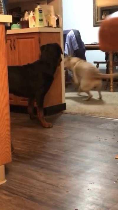 Dog is trying very hard to get a newly adopted Rottweiler to play.