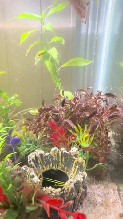 absolutely perfect nosedive by this baby