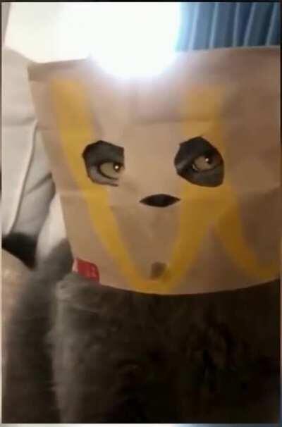 All hail Darth McCat, UberLord of the Felines