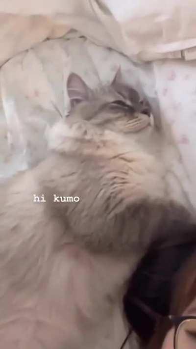 Hi Kumo