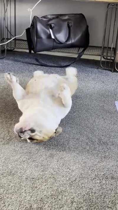 Even my dog thinks it bangs.