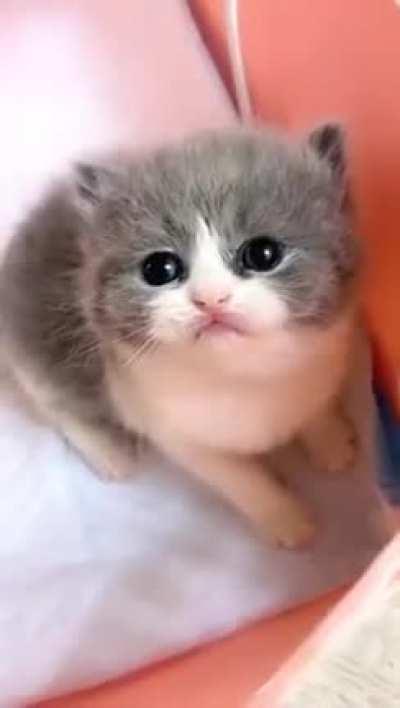 Lovely kitten saying meow. Happy cat.