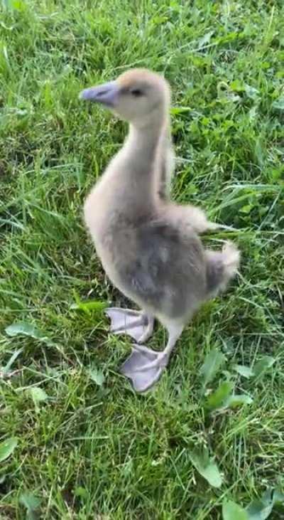 What should I name this Mf?