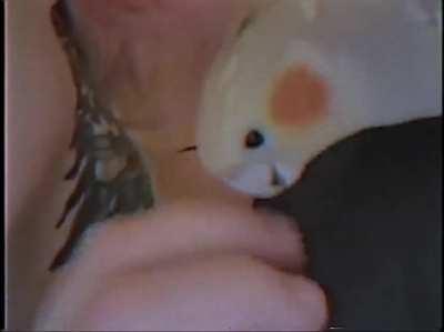 Hungry Hungry Cockatiel