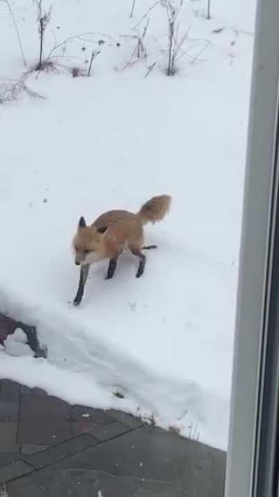 WCGW filming wildlife