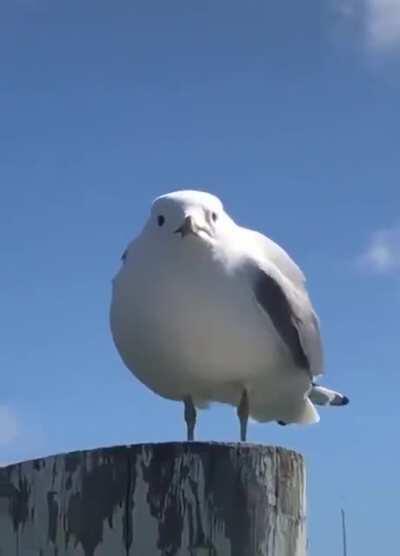 Birb srem