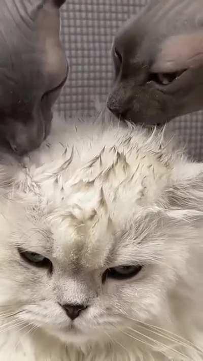 Let me fix your hair for you