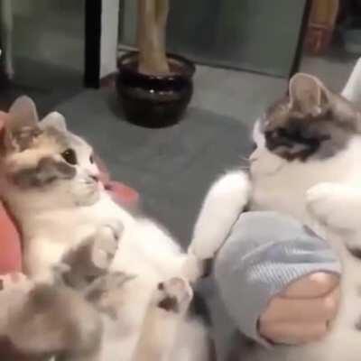 Bringing cats close to each other