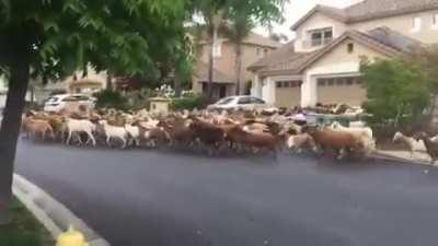 goats owning the streets