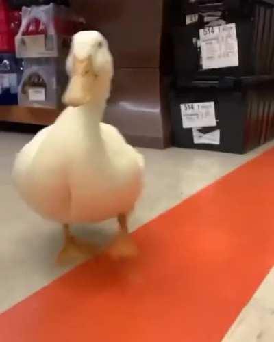 Domingo de ir a la Walmar