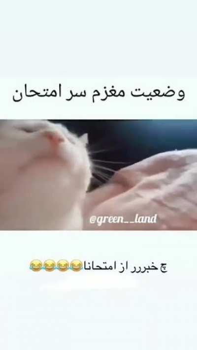 مغزم سر امتحان