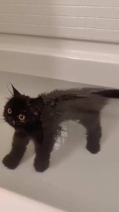 the kitty trying to swim