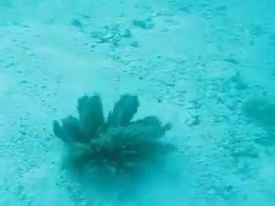 How this sea plant reacts when it is touched