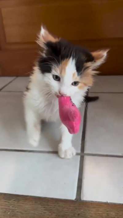 argggg meowwww hiss hiss ggggggrrrrrr hiss hiss hiss